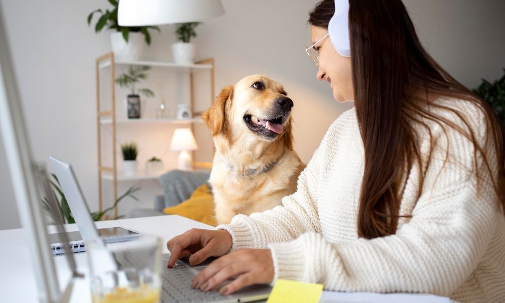 Golden Retriever sitting at the desk with a woman working on her laptop